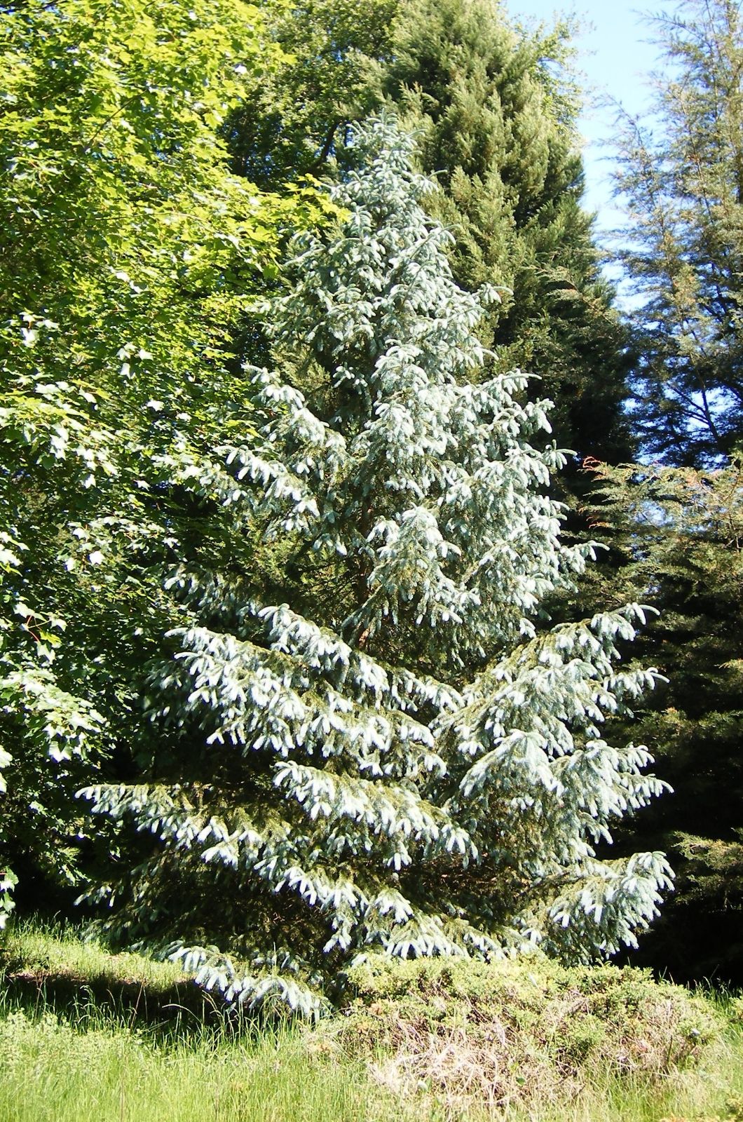Picea pungens Trees Shrubs Online