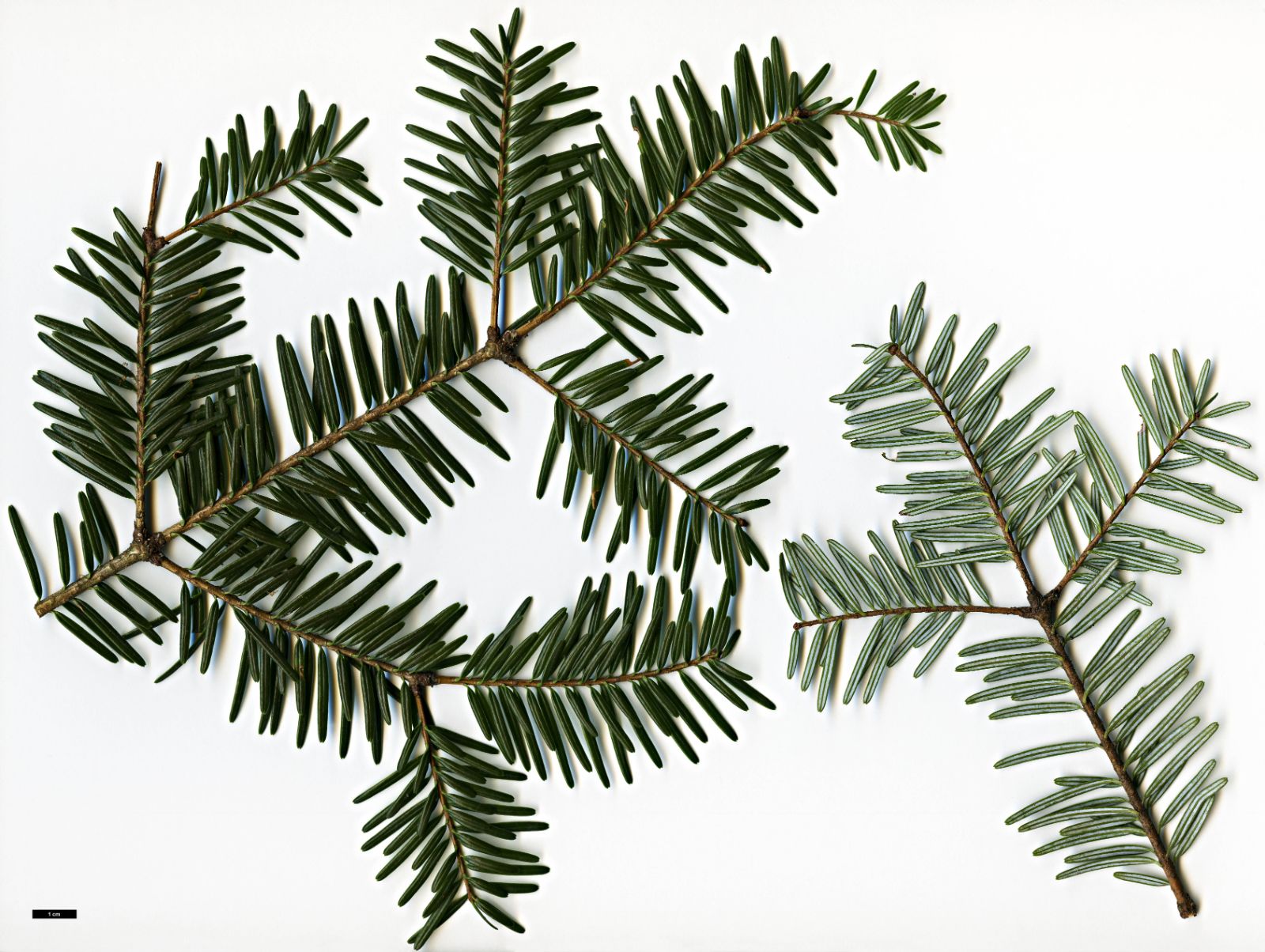 Abies fabri - Trees and Shrubs Online