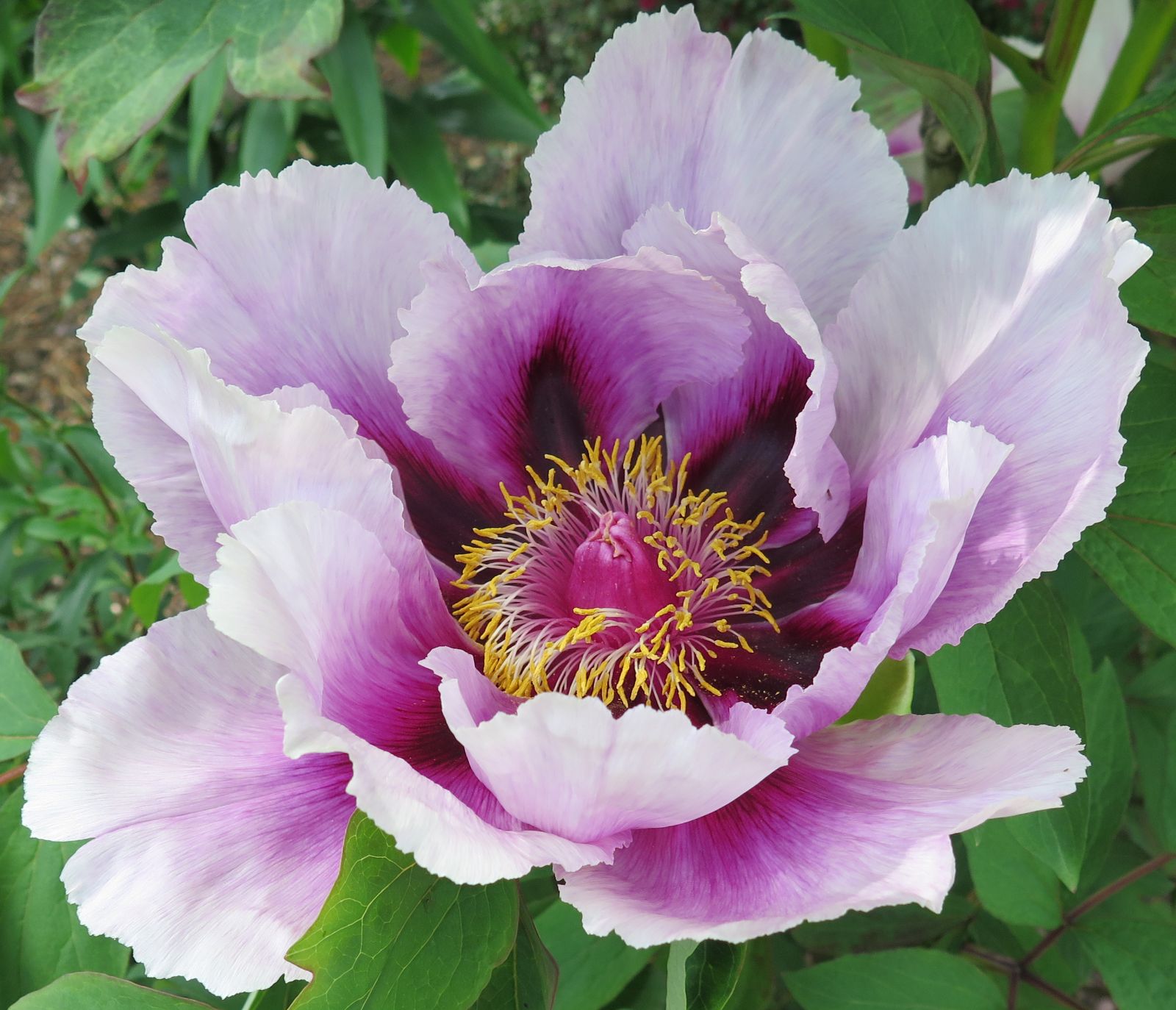 Paeonia Japanese Cultivars - Trees and Shrubs Online