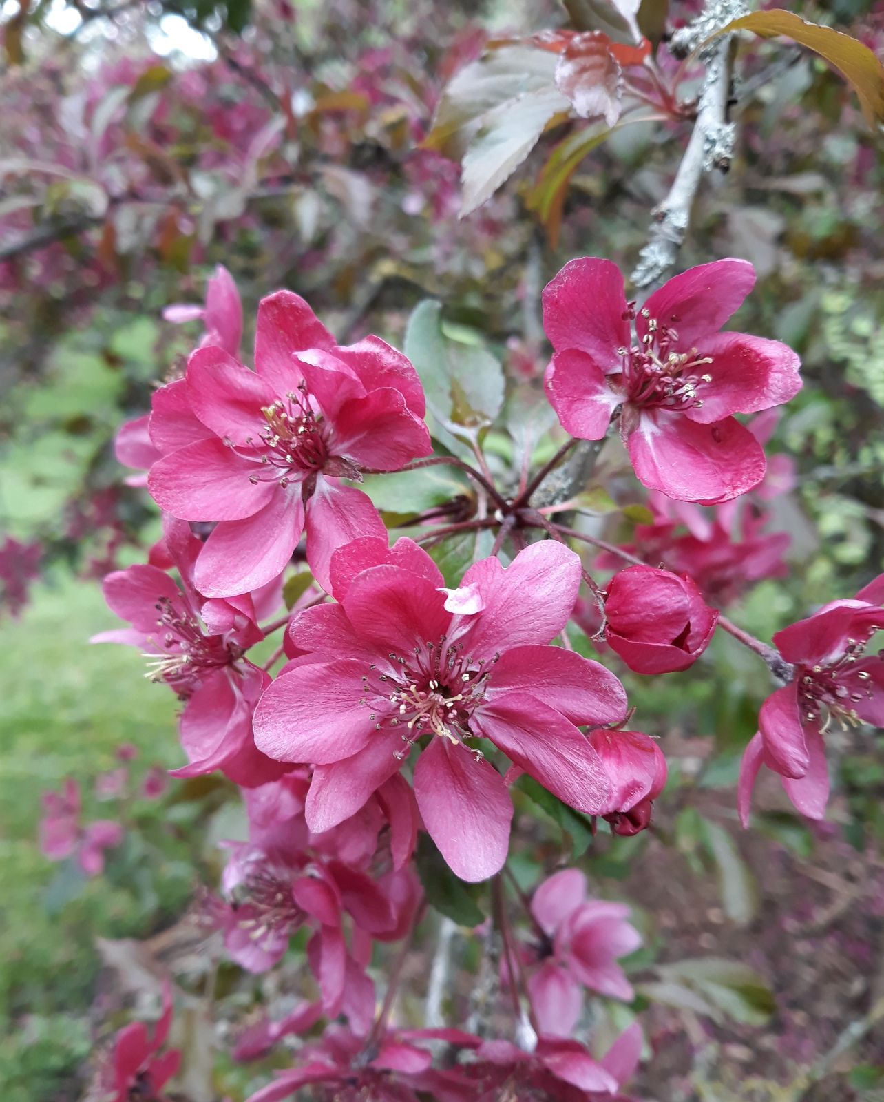Malus Cultivars A-B - Trees and Shrubs Online