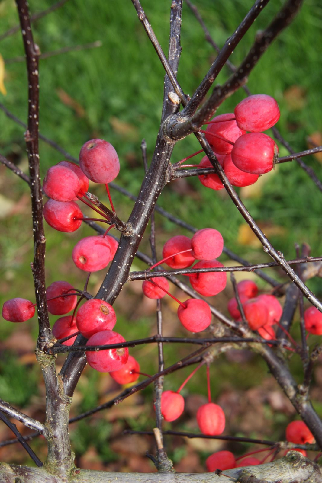 Malus Cultivars A-B - Trees and Shrubs Online