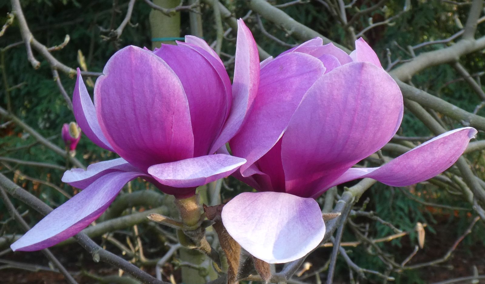Magnolia Cultivars Q–R - Trees and Shrubs Online