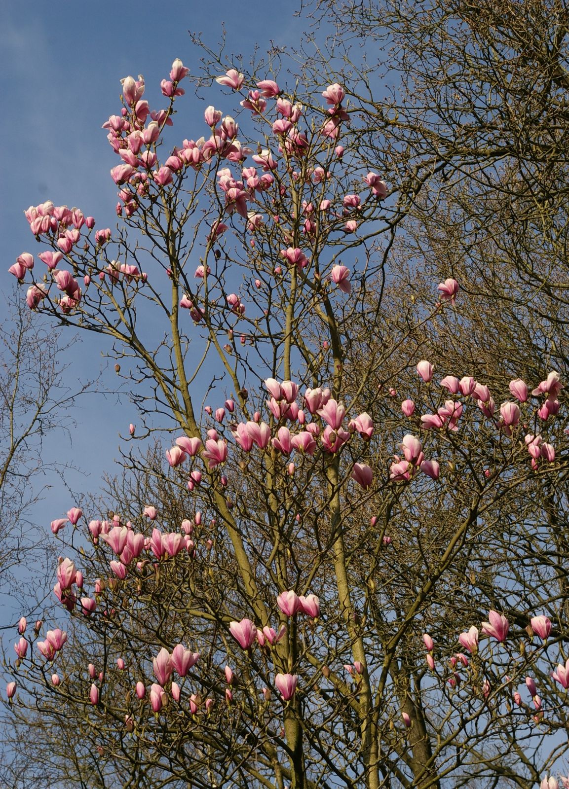 Magnolia × soulangeana - Trees and Shrubs Online
