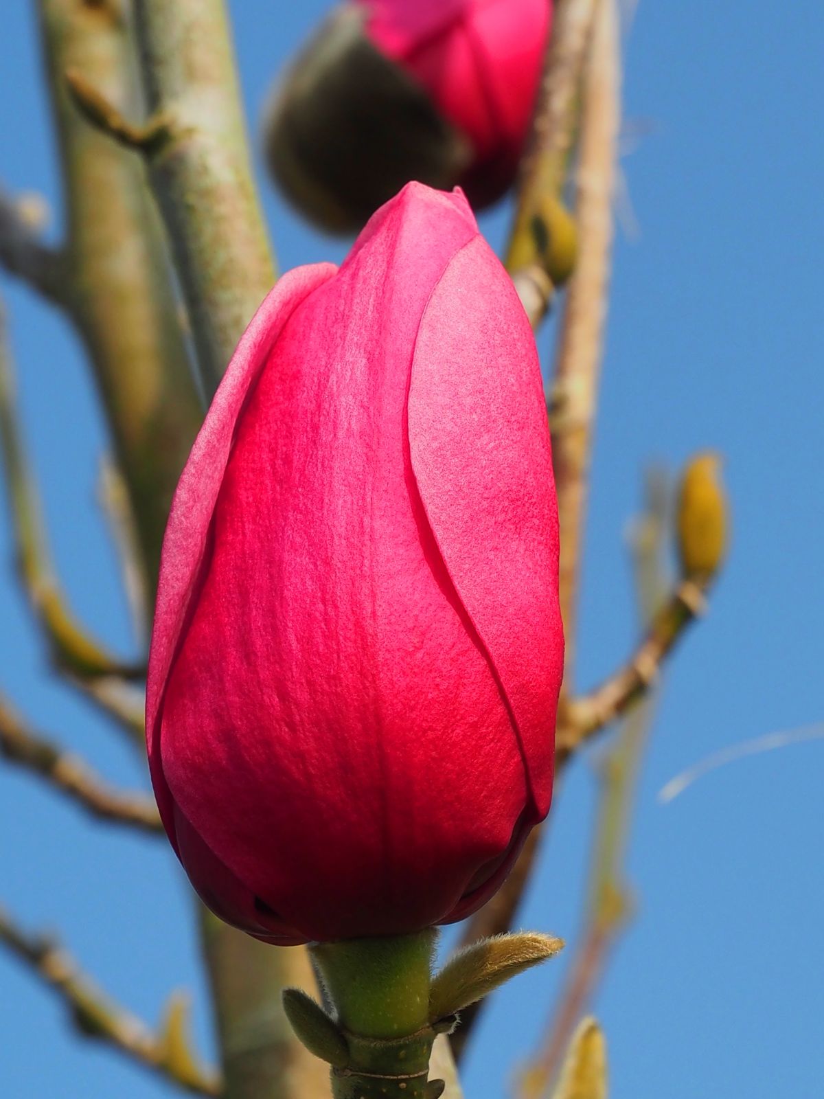 Magnolia Cultivars A - Trees and Shrubs Online