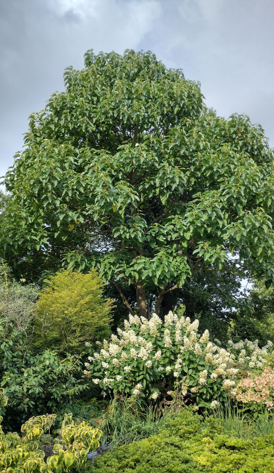 Paulownia fortunei - Trees and Shrubs Online
