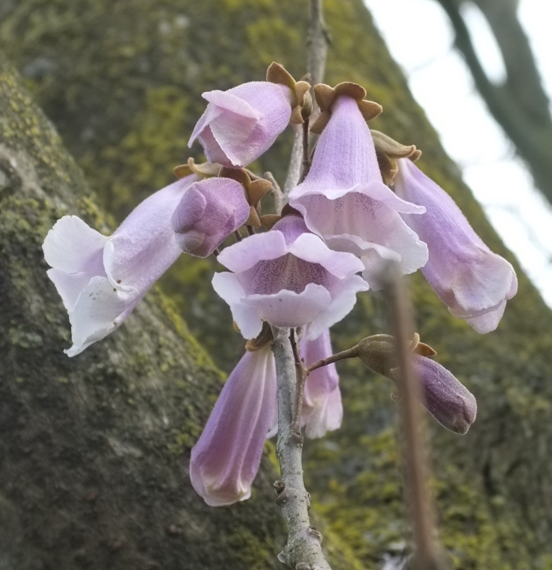 Paulownia tomentosa - wild in Provence