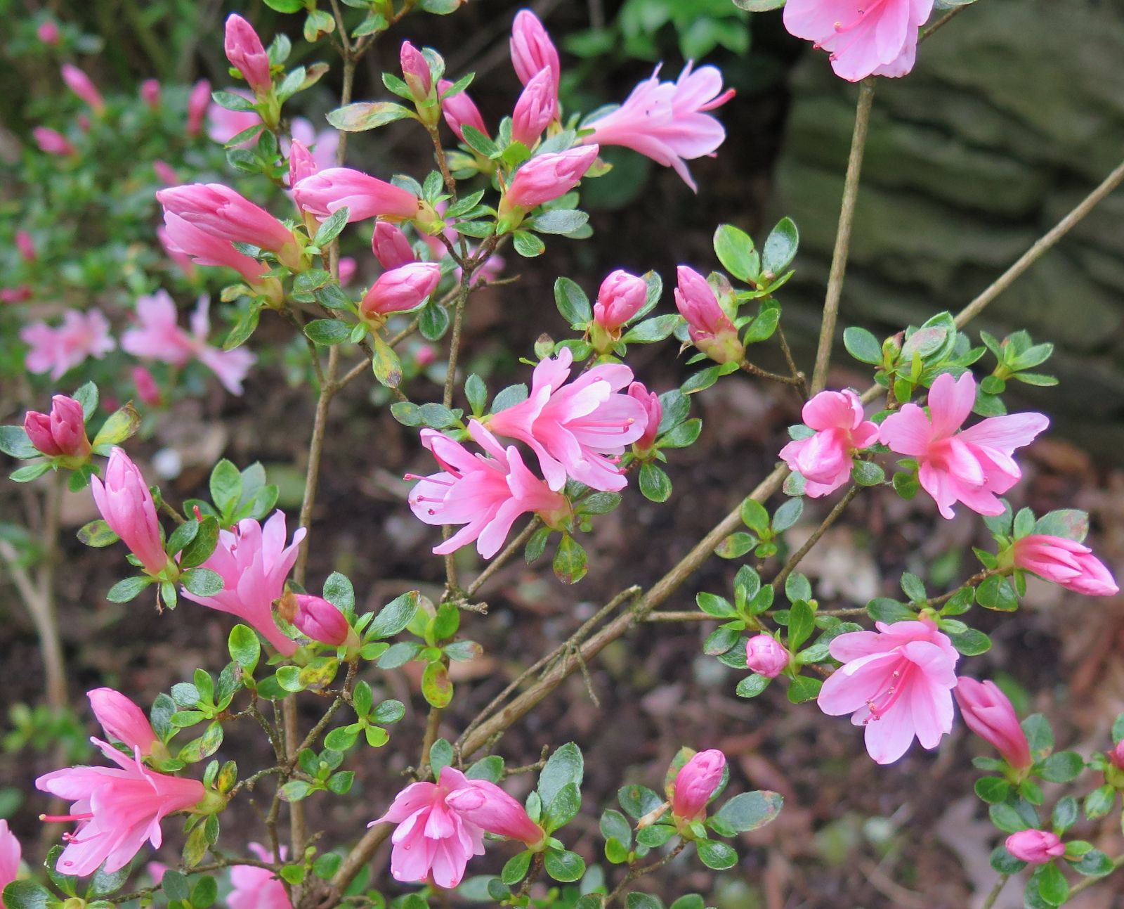 Rhododendron “Rosebud”; Gable hybrid Azalea “Rosebud”