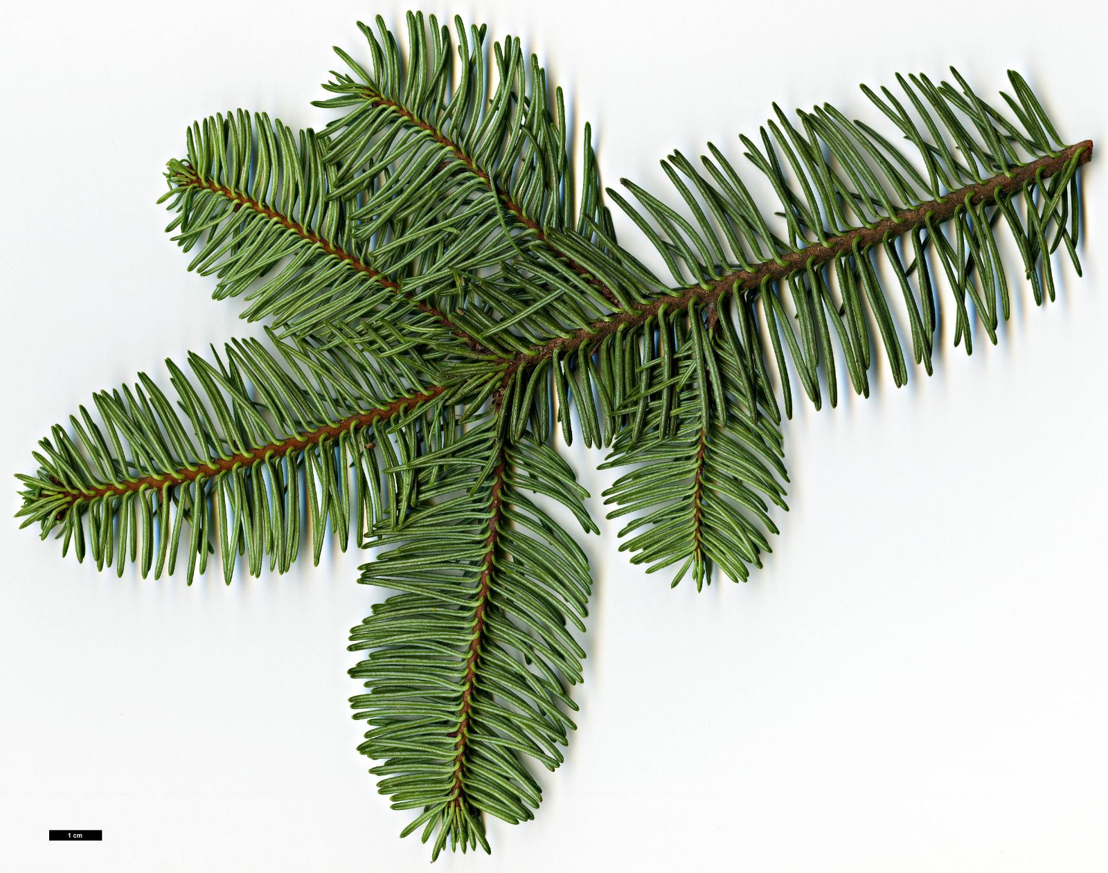 Abies procera - Trees and Shrubs Online