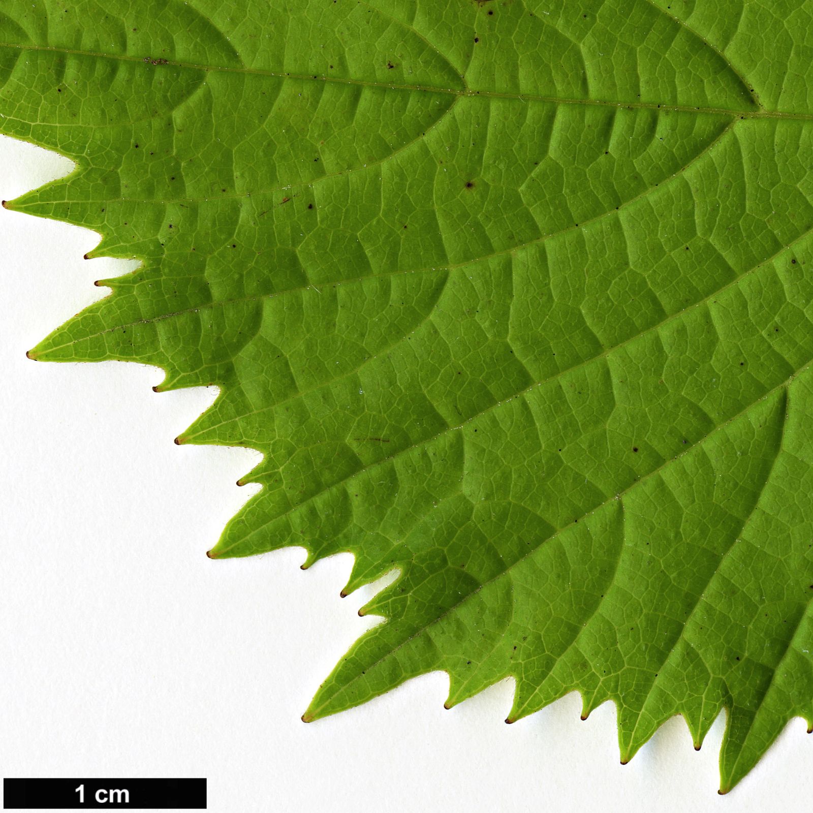 Euptelea polyandra - Trees and Shrubs Online
