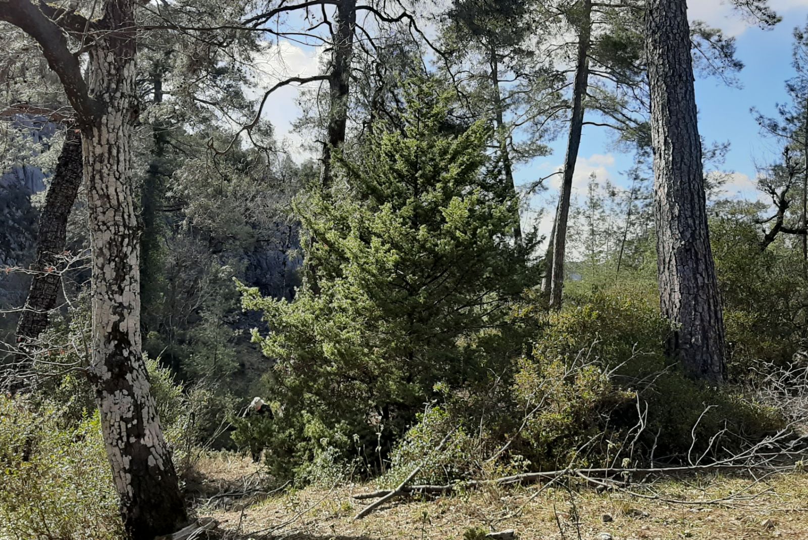 Juniperus oxycedrus - Trees and Shrubs Online