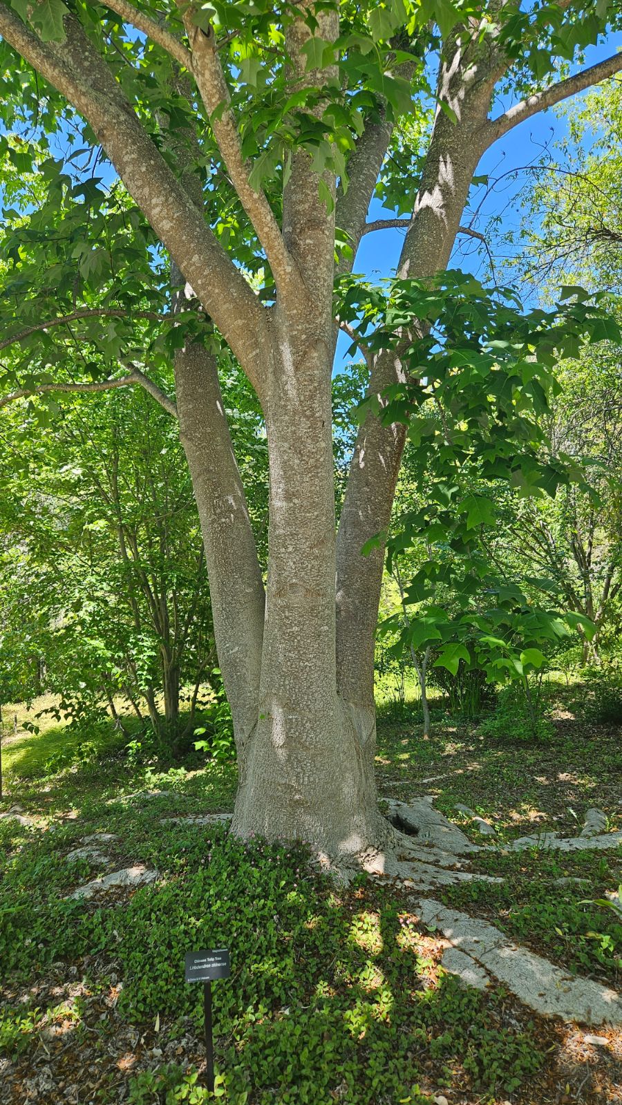 Liriodendron chinense - Trees and Shrubs Online