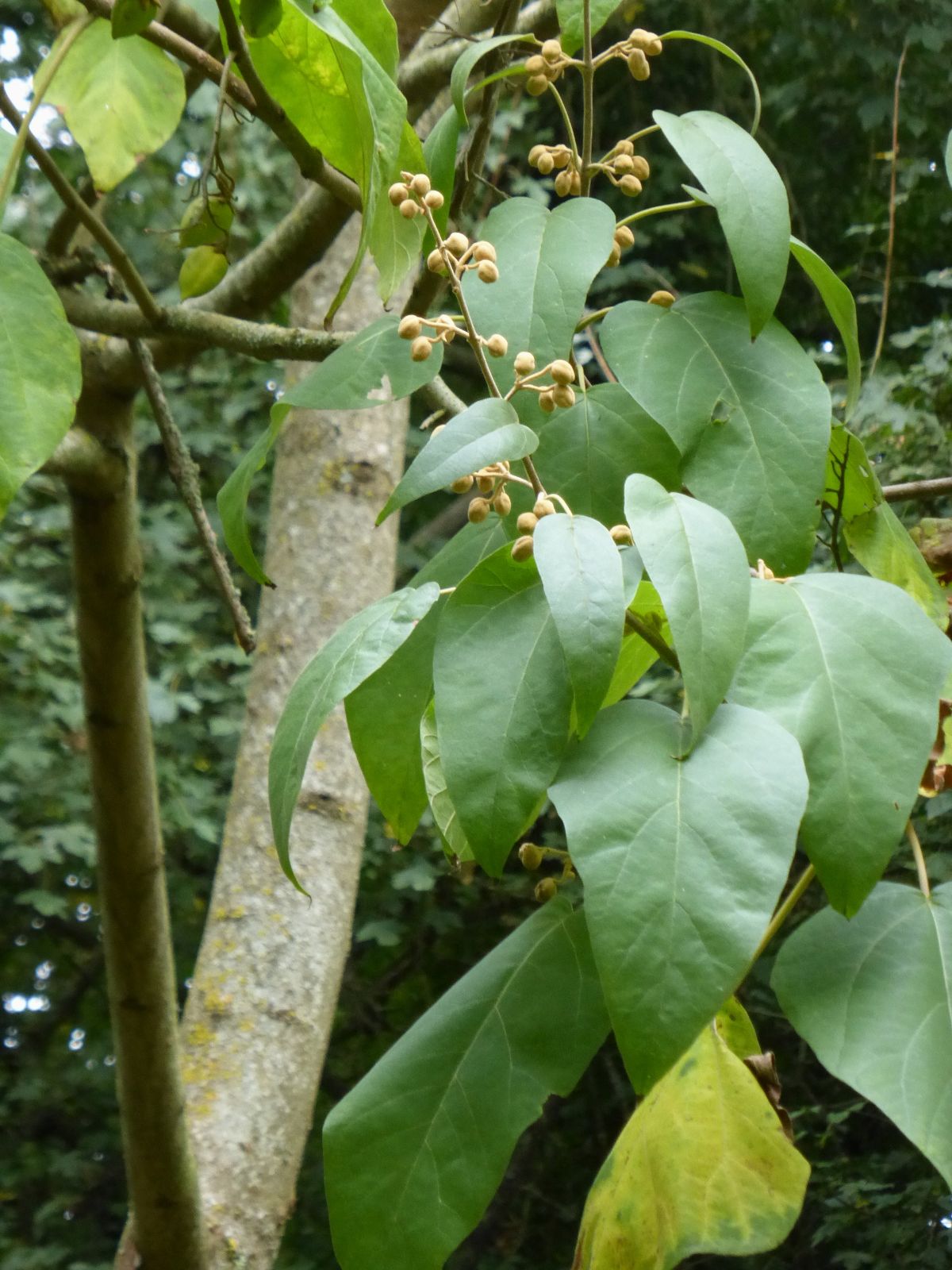 Paulownia catalpifolia (Catalpa Paulownia)
