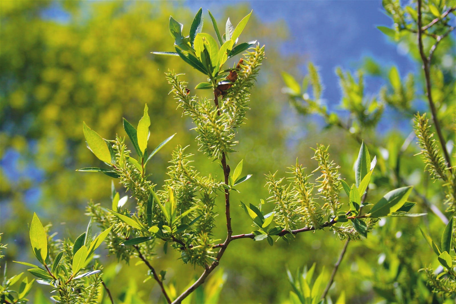 Вид ивы 3. Salix amygdaloides. Разновидности ивы. Ива Козья фото. Растения символично.