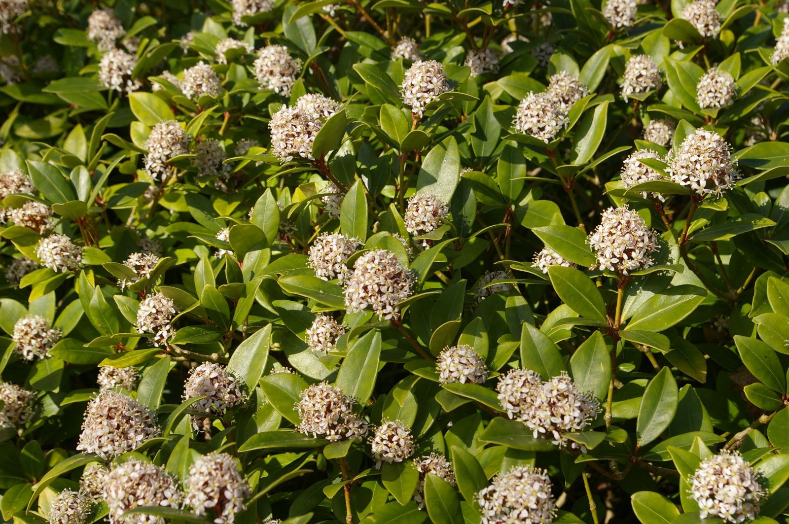 Skimmia japonica - Trees and Shrubs Online