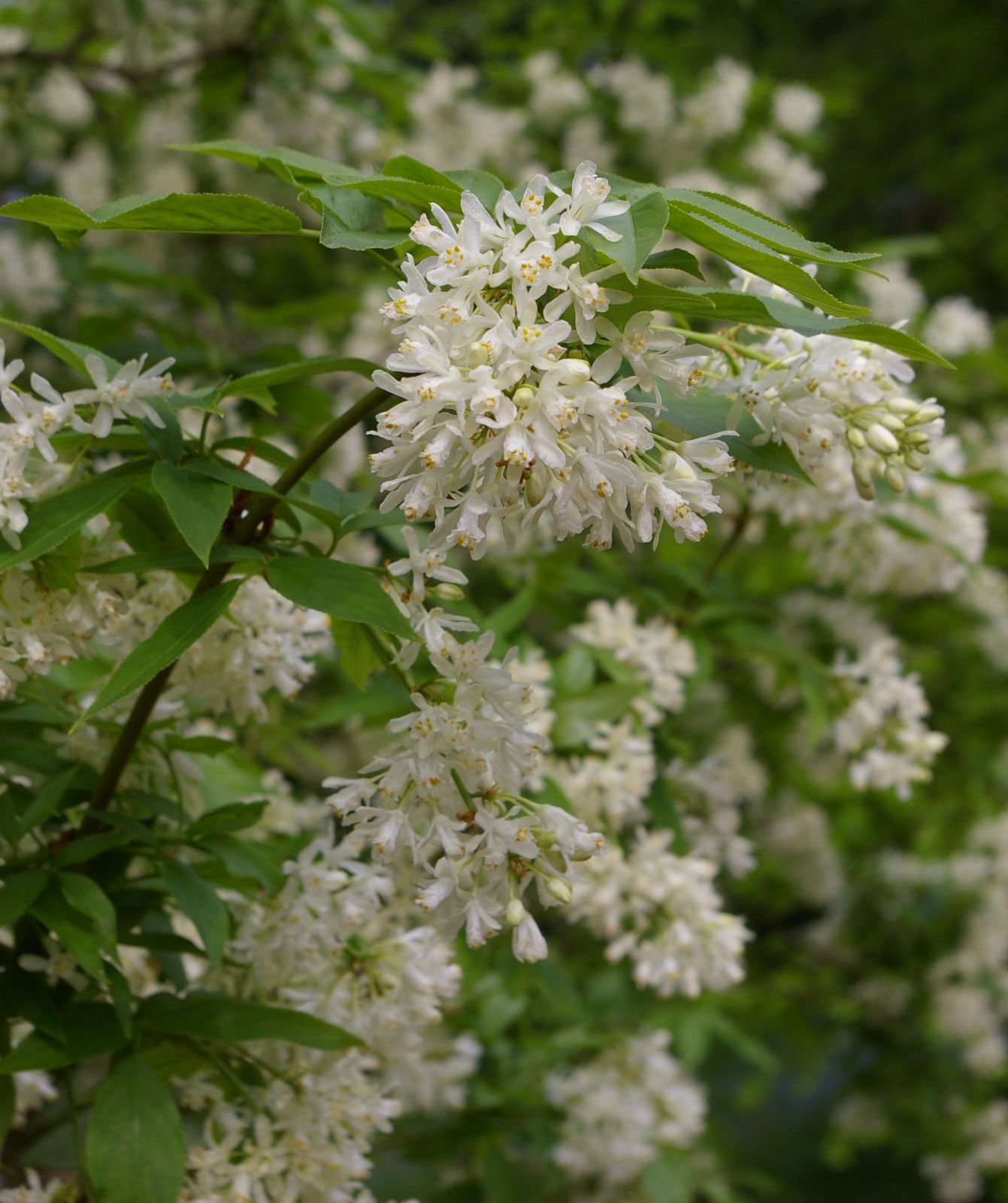 Staphylea colchica - Trees and Shrubs Online