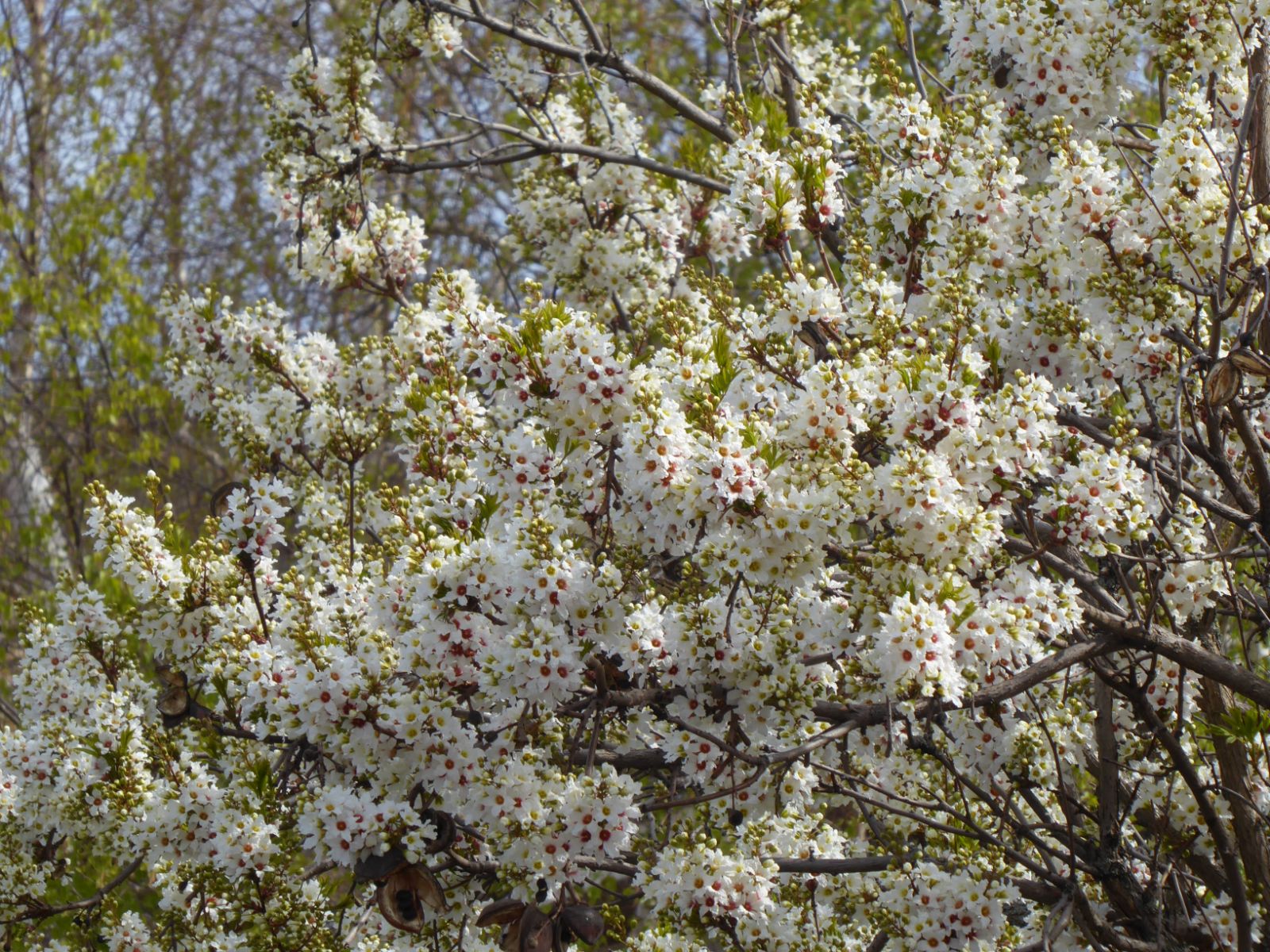 Xanthoceras sorbifolium - Trees and Shrubs Online